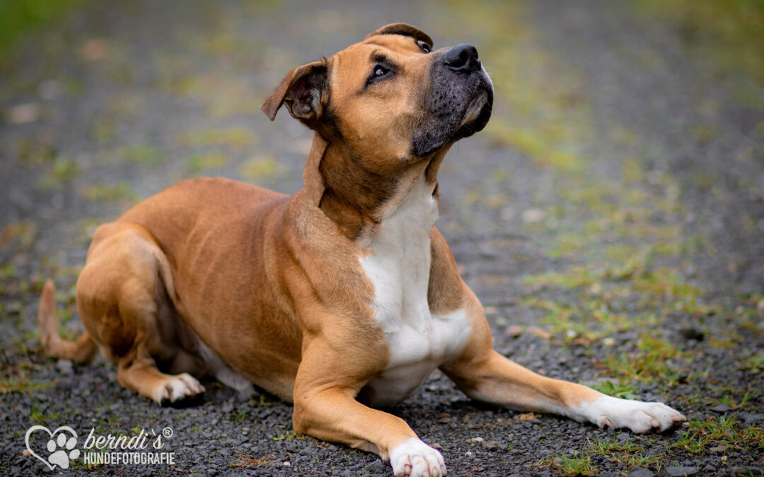Fotoshooting Tierheim Limburg Teil 1
