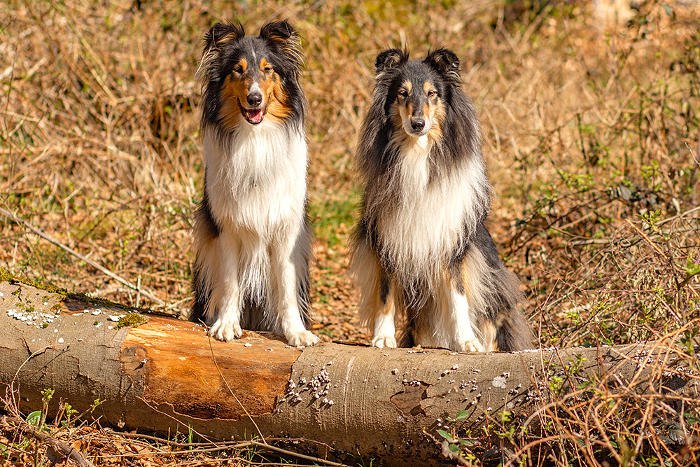 MGL0018_1000PX Border Collie