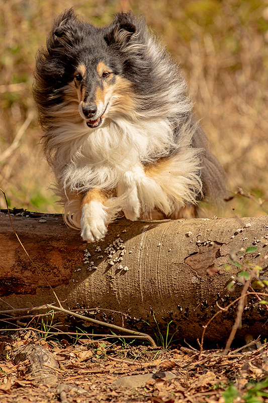 _MGL0053_800PX Border Collie