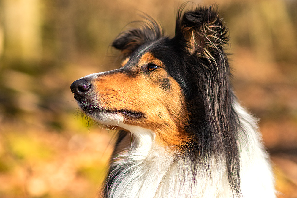 _MGL0092_1000PX Border Collie Peggy