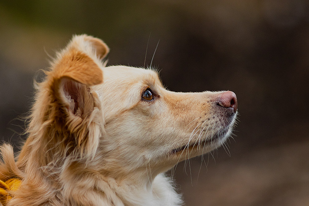 _MGL9563_1000PX Border Collie