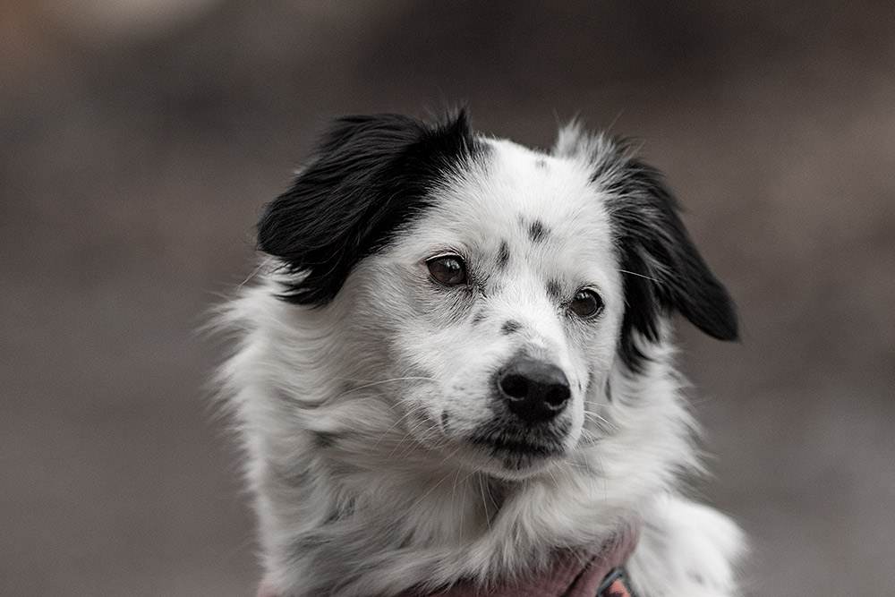 _MGL9590_1000px Border Collie