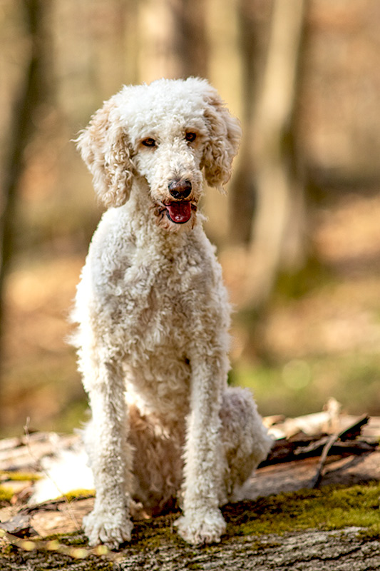 _MGL9603_800PX Border Collie Tricolor