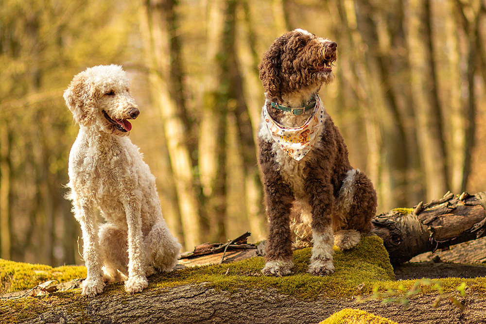 _MGL9607_1000PX Brauner Labrador Kratos