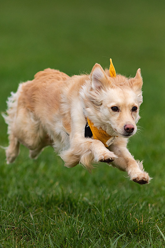_MGL9631_800PX Hundefotografie Merlin