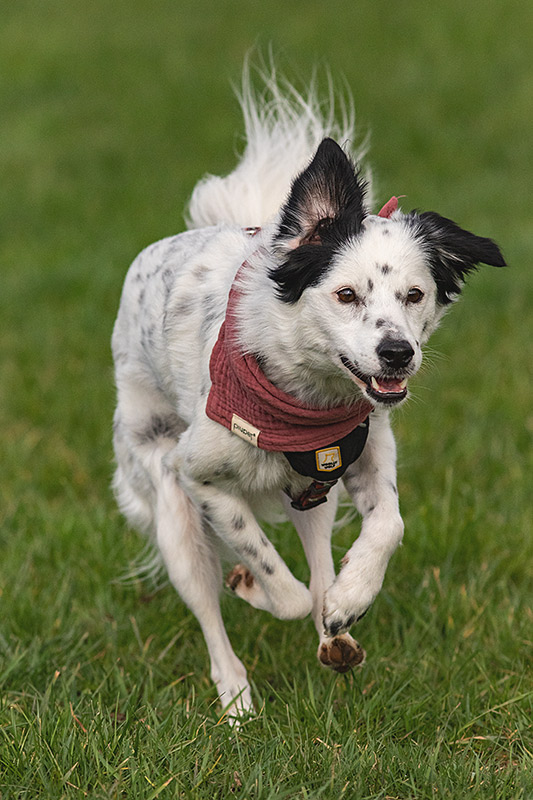 _MGL9663_800px Border Collie