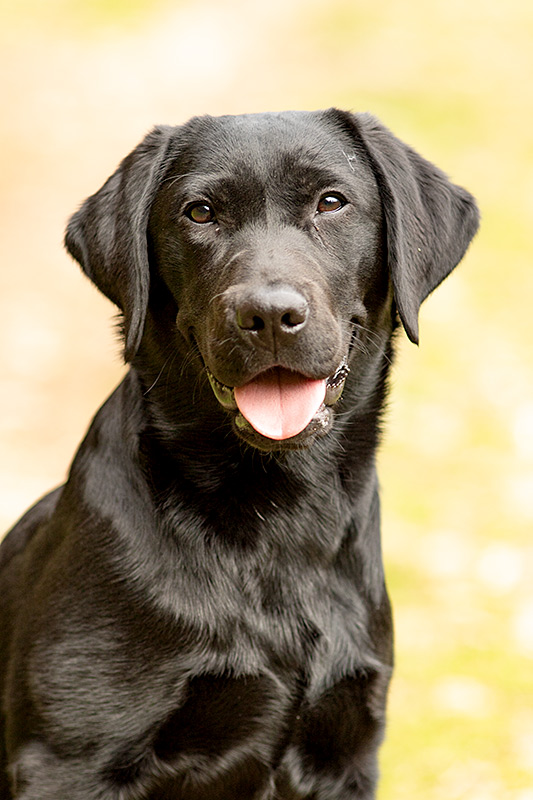 _MGL9688_800PX Flatcoated Retriever