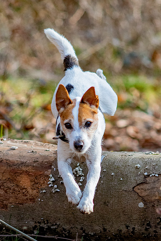 _MGL9772_800PX Border Collie