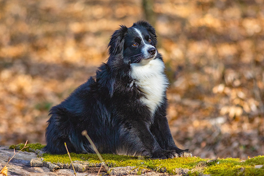 _MGL9800_1000PX Flatcoated Retriever