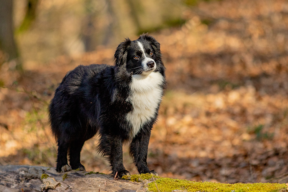 _MGL9805_1000PX Bordercollie
