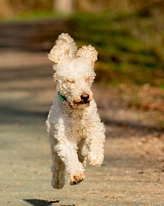 _MGL_700X557 Hovawart